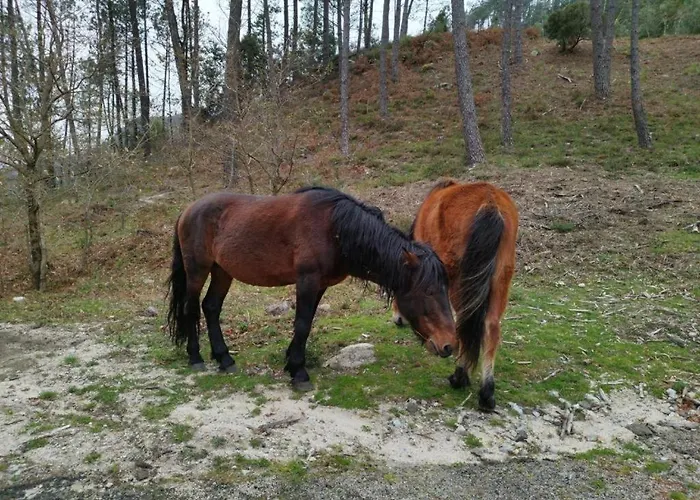 Tatil Evi Casa Do Corgo *