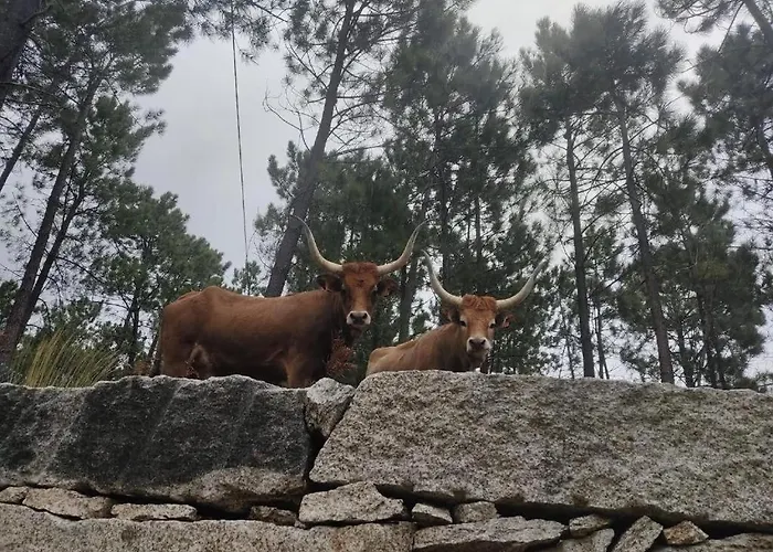 Tatil Evi Casa Do Corgo *
